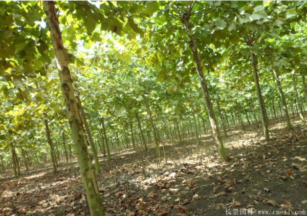 梧桐樹圖片梧桐樹苗木基地實拍 梧桐樹圖片梧桐樹苗木基地實拍