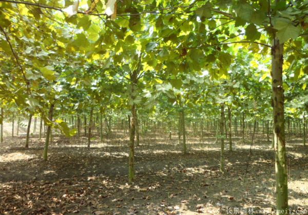 梧桐樹圖片梧桐樹苗木基地實拍 梧桐樹圖片梧桐樹苗木基地實拍