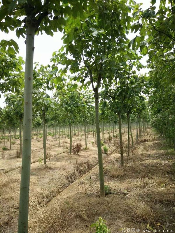 青桐樹圖片青桐樹基地實(shí)拍