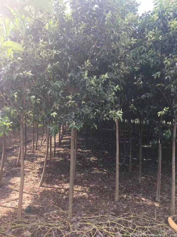 大葉女貞圖片大葉女貞基地實拍 大葉女貞圖片大葉女貞基地實拍