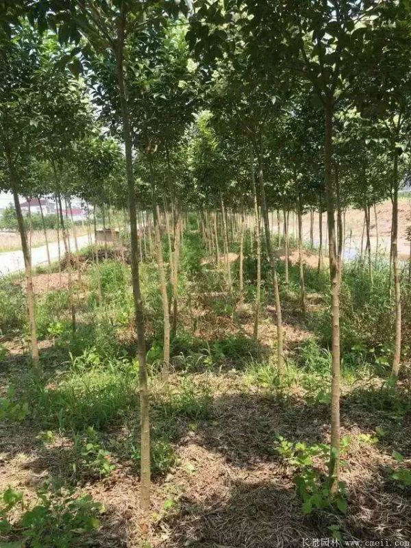 大葉女貞圖片大葉女貞基地實拍 大葉女貞圖片大葉女貞基地實拍