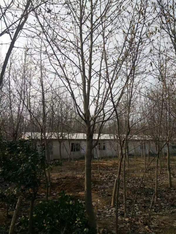 白玉蘭圖片白玉蘭基地實拍 白玉蘭圖片白玉蘭基地實拍