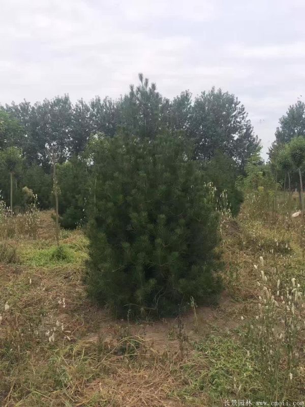 白皮松圖片白皮松基地實拍 白皮松圖片白皮松基地實拍