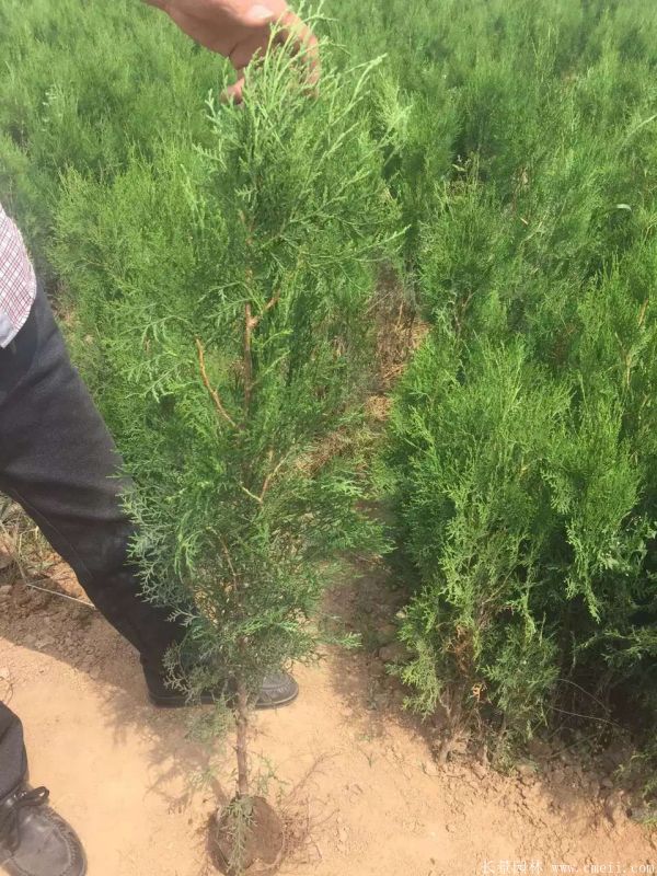 側(cè)柏圖片側(cè)柏基地實(shí)拍