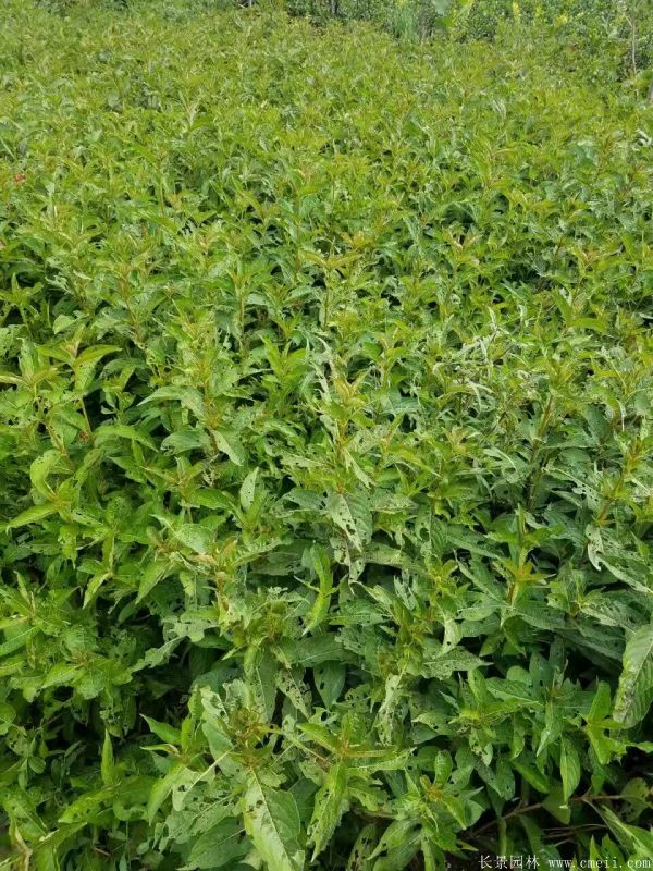 紅王子錦帶圖片基地實拍