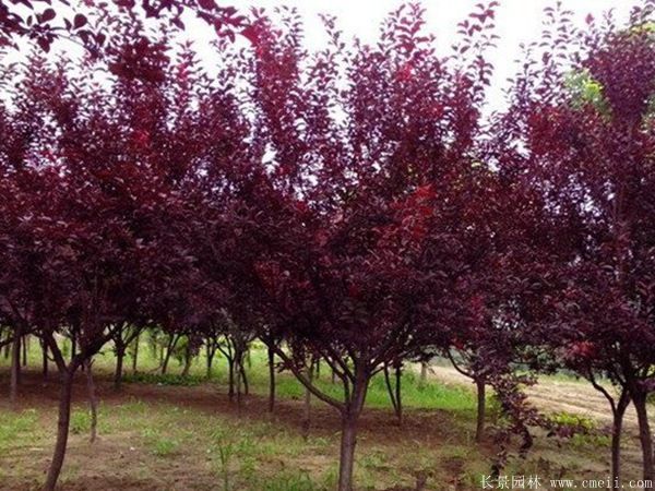 紅葉李圖片基地實(shí)拍