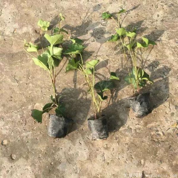 爬山虎苗圖片基地實(shí)拍