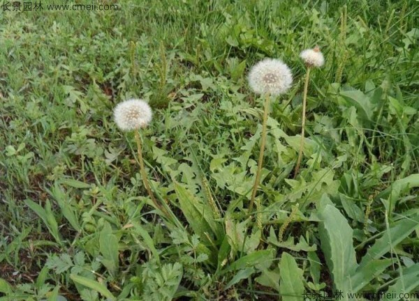 蒲公英花圖片 蒲公英花圖片