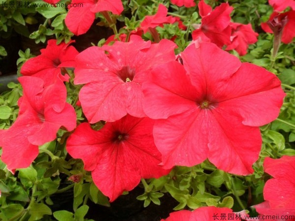 牽?；ǚN子發芽出苗開花圖片