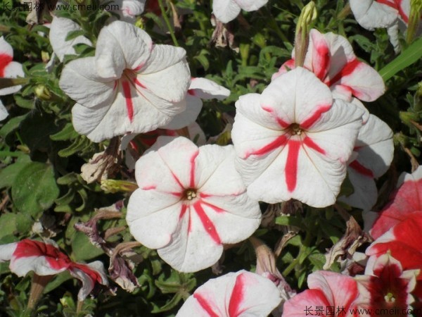 牽?；ǚN子發芽出苗開花圖片