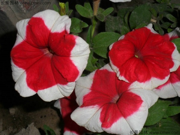 牽?；ǚN子發芽出苗開花圖片