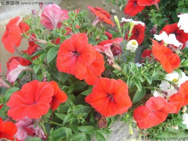 牽?；ǚN子發芽出苗開花圖片