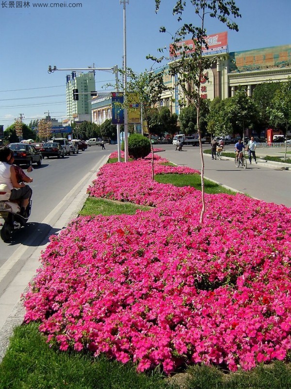 牽?；ǚN子發芽出苗開花圖片