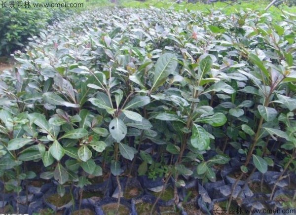 小葉欖仁種子發芽出苗圖片