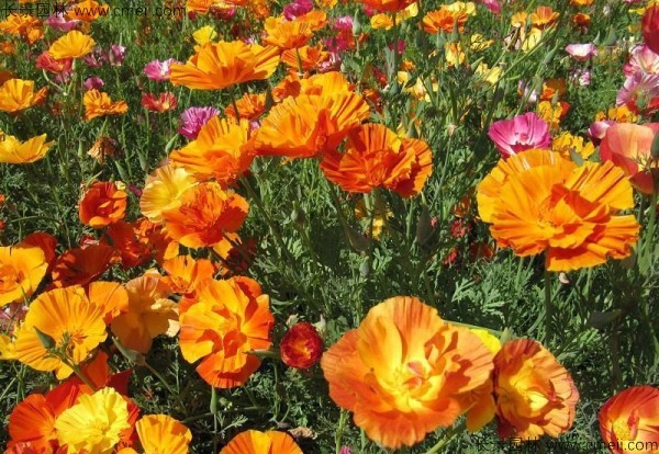 花菱草種子發芽出苗開花圖片 花菱草種子發芽出苗開花圖片