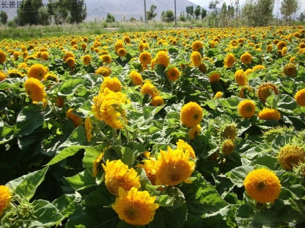 黃色觀(guān)賞向日葵圖片