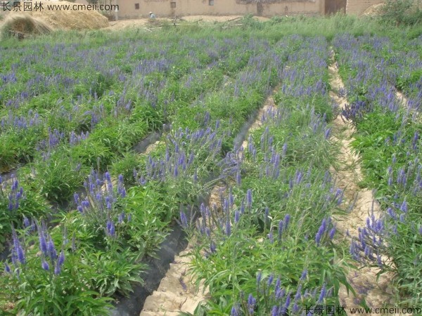 婆婆納種子發芽出苗開花圖片 婆婆納種子發芽出苗開花圖片