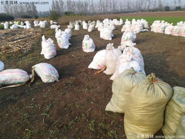 佛甲草發物流快遞裝箱包裝圖片 