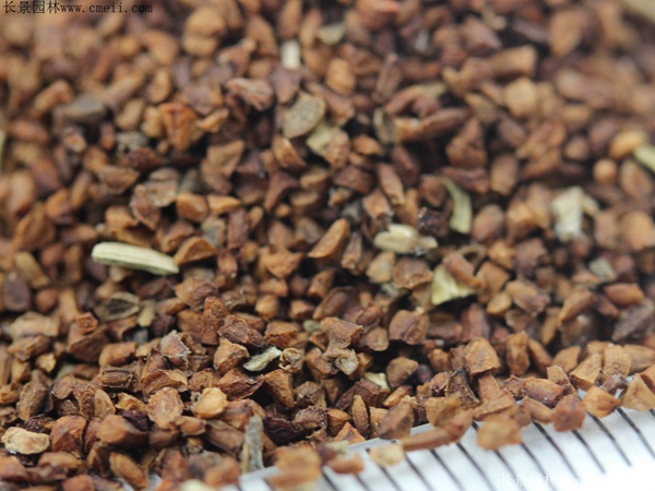 月見草種子 月見草種子