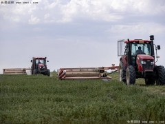 適合養魚的牧草