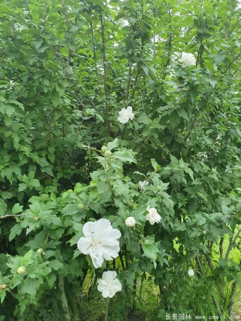 重瓣白牡丹白色木槿 重瓣白牡丹白色木槿