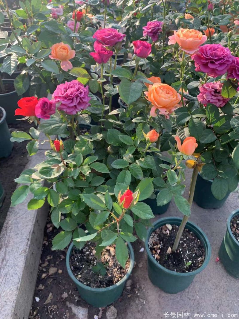 棒棒糖月季樹(shù) 棒棒糖月季樹(shù)