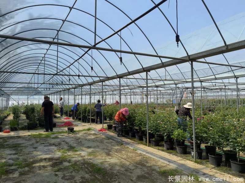 棒棒糖月季樹(shù) 棒棒糖月季樹(shù)