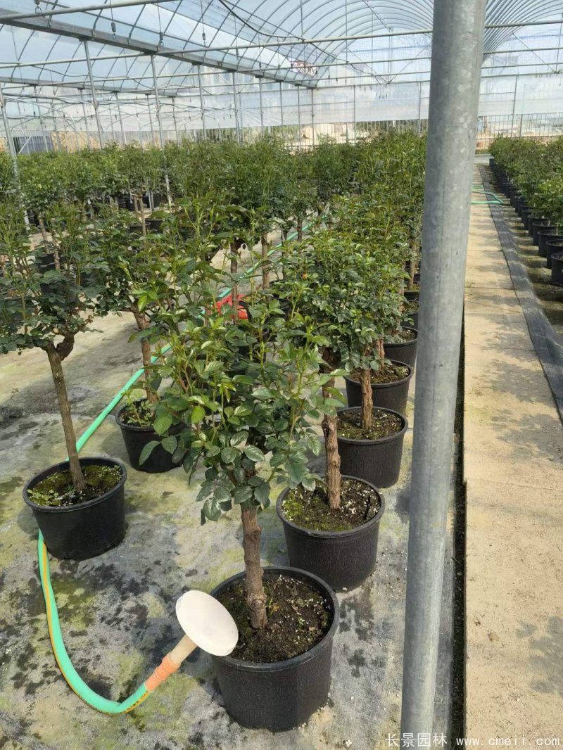 棒棒糖月季樹(shù) 棒棒糖月季樹(shù)