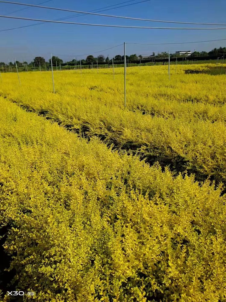 亮晶女貞 亮晶女貞